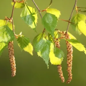 Népi jogorvoslati A kezelés atópiás dermatitis gyermekek, felnőttek és a terhesség alatt