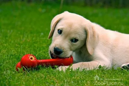 Labrador történelem, képességgel, gondoskodó, gyalogos, kölyök, fotó, videó