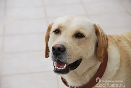 Labrador történelem, képességgel, gondoskodó, gyalogos, kölyök, fotó, videó