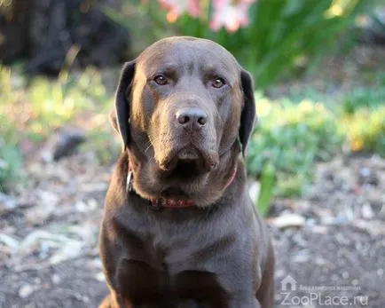 Istoria Labrador, caracter, grijuliu, mersul pe jos, catelus, foto, video