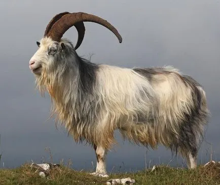 Диворастящите видове, както и някои от чиста козите