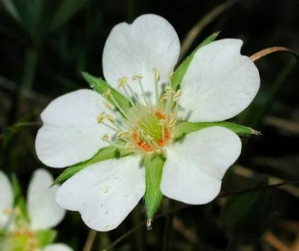 бяло bloodroot