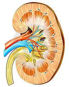 Krónikus pyelonephritis emberek jogorvoslatok