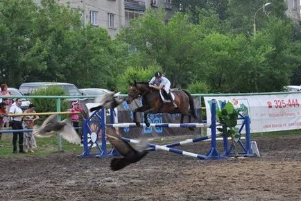 Конна спорт или бизнес, Хабаровск Край