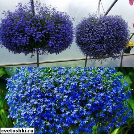 Lobelia atârnă-doborând safir și Regatta fotografii de plantare și îngrijire