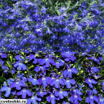 Lobelia atârnă-doborând safir și Regatta fotografii de plantare și îngrijire