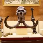 Muzeul Dinosaur din Moscova - fotografie paleontologice, adresă, preț și mai mult