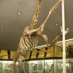 Muzeul Dinosaur din Moscova - fotografie paleontologice, adresă, preț și mai mult