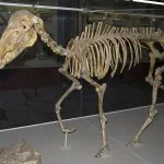 Muzeul Dinosaur din Moscova - fotografie paleontologice, adresă, preț și mai mult