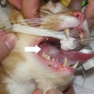 Mucokele nyálmirigyek állatok - állat-egészségügyi orvos Shustova klinika, állatorvos Balakovo
