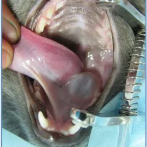 Mucocele glandele salivare de animale - clinica veterinara Doctor Shustova, medic veterinar Balakovo
