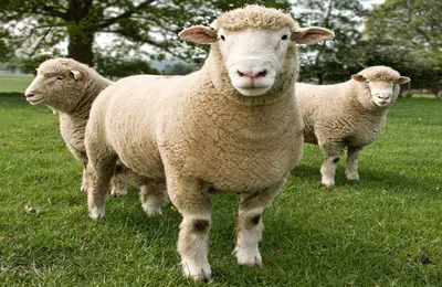 rase de carne de ovine și berbeci caracteristică