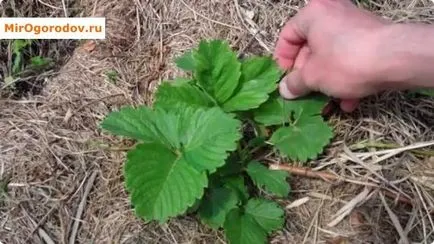 Mulcirea căpșuni - decât cheltui plante adăpost podzimny