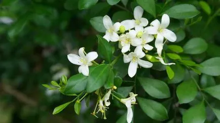 Murraya paniculata panikulata как правилно да се грижи за отглеждане на семена и резници от