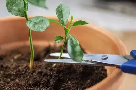 Murraya paniculata panikulata как правилно да се грижи за отглеждане на семена и резници от