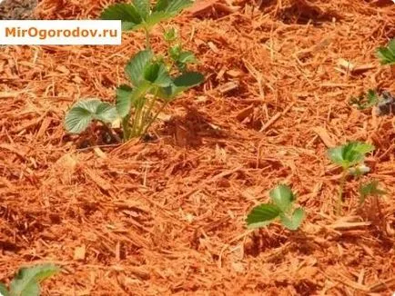 Mulcirea căpșuni - decât cheltui plante adăpost podzimny