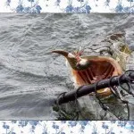 Pike halászati ​​júniusban spinning