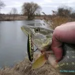 Pike halászati ​​júniusban spinning