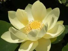 Lotus hasznos tulajdonságok és ellenjavallatok; előnyei és hátrányai; használt főzés és a kezelési