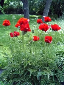 мак Papaver