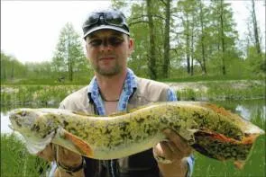 pescuit burbot în primăvară, captura toate