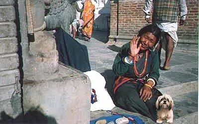 Лхаса Apso кучета тибетските лами