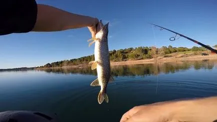 pescuit Pike, în iunie 2017, un animal de pradă nu doarme