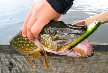 pescuit Pike, în iunie 2017, un animal de pradă nu doarme