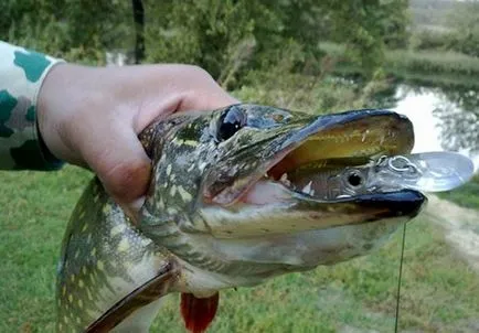 Pike de pescuit la filare în iunie - aborda, echipamente de filare, momeală