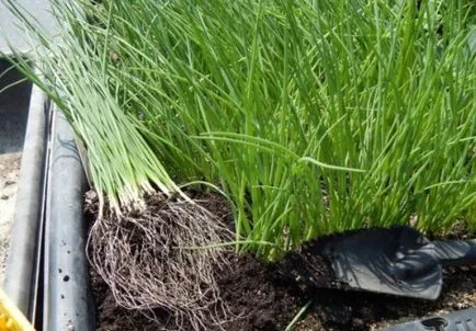 Onion Nigella, засаждане и грижи