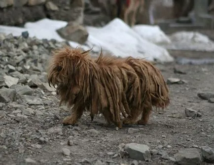 Lhasa Apso câine Lamas tibetan