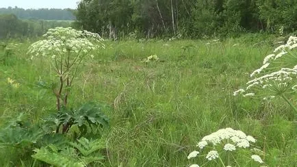 Мед с хераклеумът, пчели и здраве