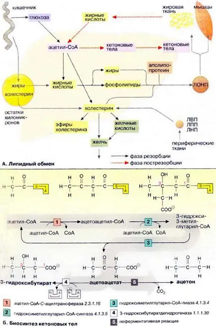 metabolismul lipidic