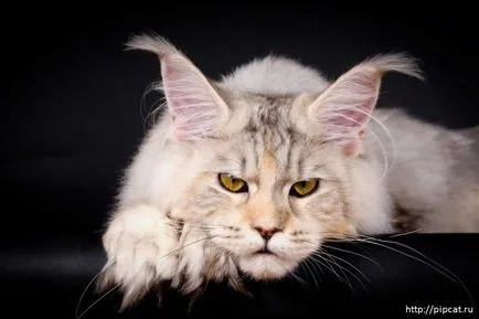 Maine Coon, pisica de lux mare, cu un caracter de câine, ud-la-punct