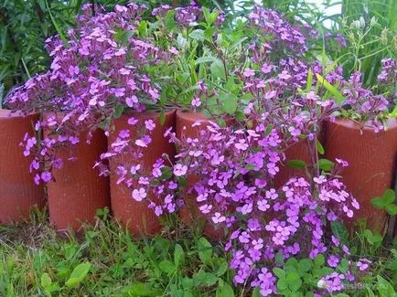 Saponaria Officinalis, bazilikolistnaya, обикновен засаждане, грижи, използване на