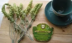 Mursalian (Pirin) tea, hasznos tulajdonságok, mint például a sör