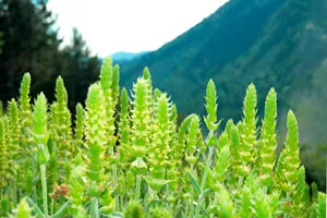 Mursalian (Pirin) tea - a híres bolgár gyógynövény ital