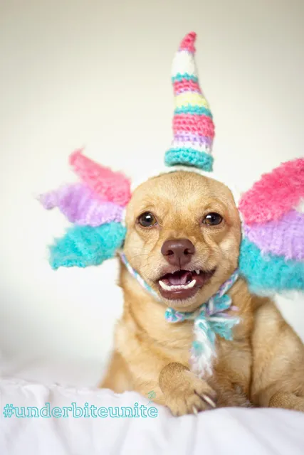 Poate un câine cu dizabilități să fie fericit pentru a cunoaște, Daisy - câinele cel mai vesel din lume