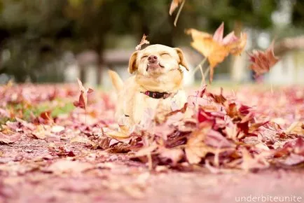 Poate un câine cu dizabilități să fie fericit pentru a cunoaște, Daisy - câinele cel mai vesel din lume