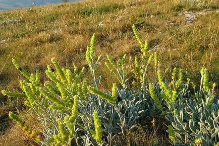 Mursalian előnyös tulajdonságait tea és analógok