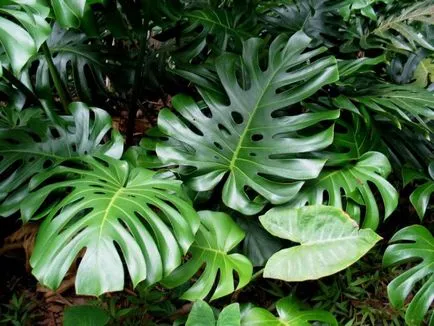 Monstera posibil pentru a păstra casa de plante