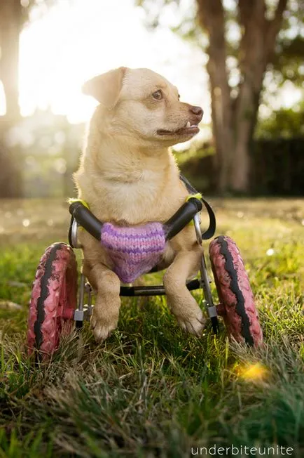 Poate un câine cu dizabilități să fie fericit pentru a cunoaște, Daisy - câinele cel mai vesel din lume