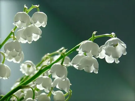 Tinktúra liliom a használati utasítást, receptek és alkalmazási