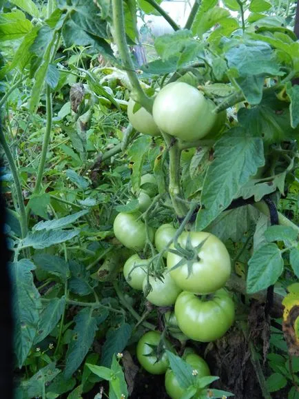 În acel moment se plâng, adevăr Signore tomate Gomel