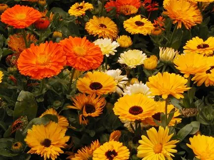 Непретенциозен годишни градински цветя за градината и цветни лехи на (снимки с имена) ✿ енциклопедия