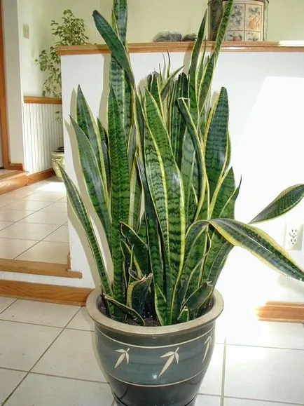 houseplants undemanding