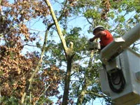 Metszés juhar származó Lesmaster