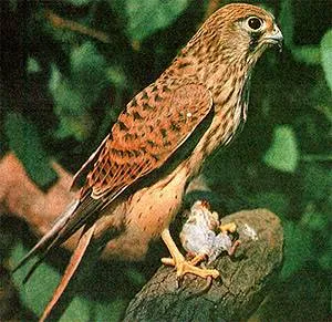 Керкенез, ветрушка (Falco tinnunculus tinnunculus) площ от характера, че са сред