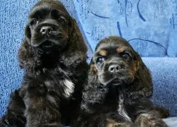 Privire de ansamblu asupra grupului Dog Descriere Cocker Spaniel, standard, de îngrijire și fotografie