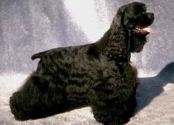 Privire de ansamblu asupra grupului Dog Descriere Cocker Spaniel, standard, de îngrijire și fotografie